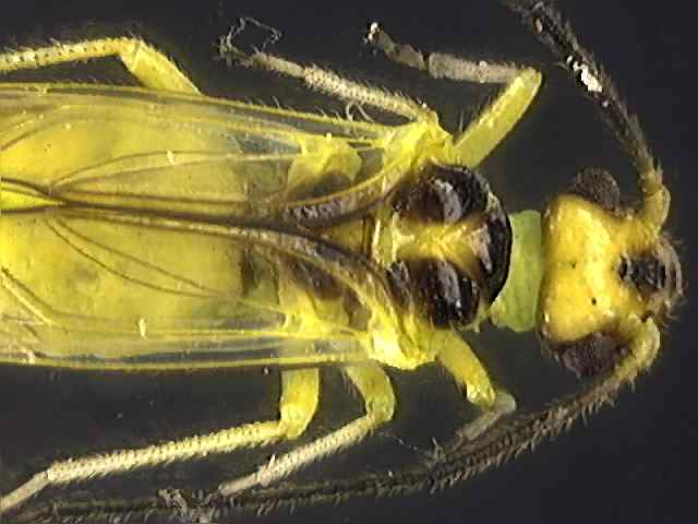 Stenopsocus stigmaticus